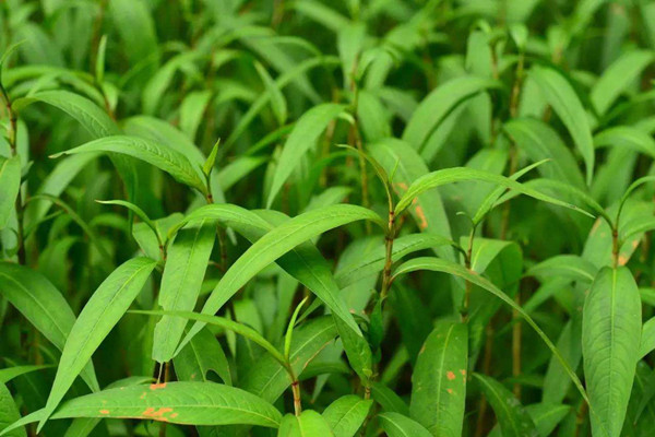 什么樣的植物光合作用測定儀是更好的